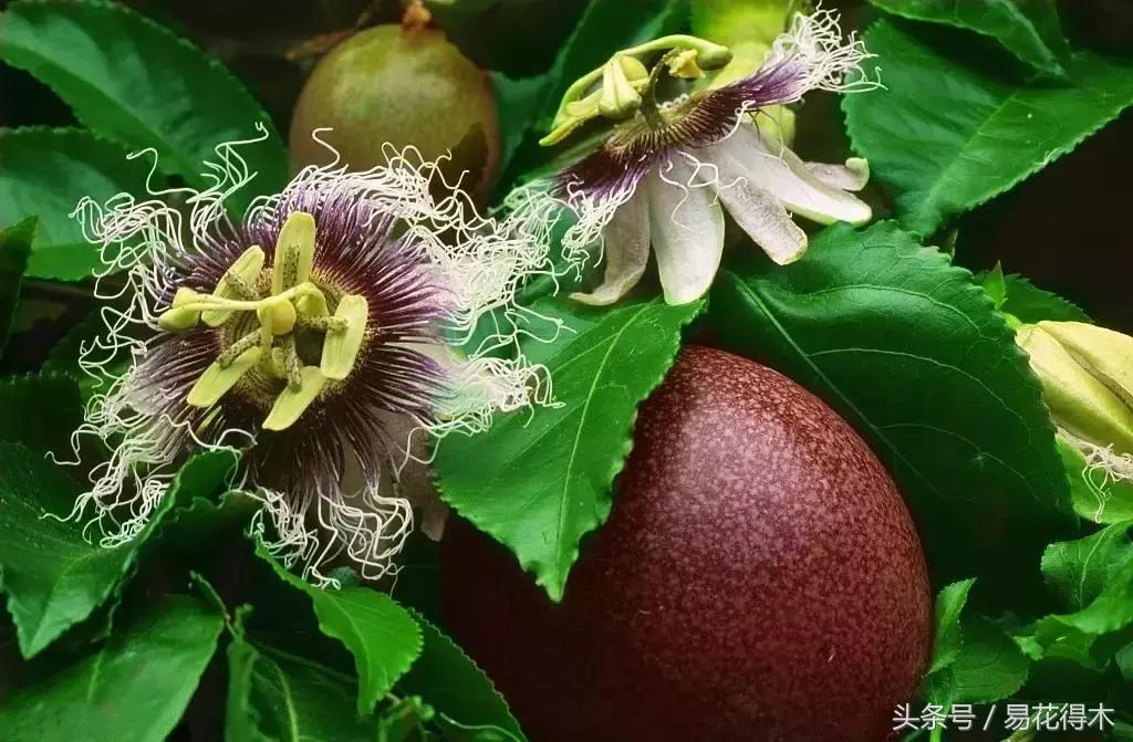 百香果小苗换大杯如何养护,百香果垂帘式栽培方法