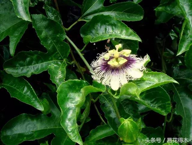 百香果小苗换大杯如何养护,百香果垂帘式栽培方法