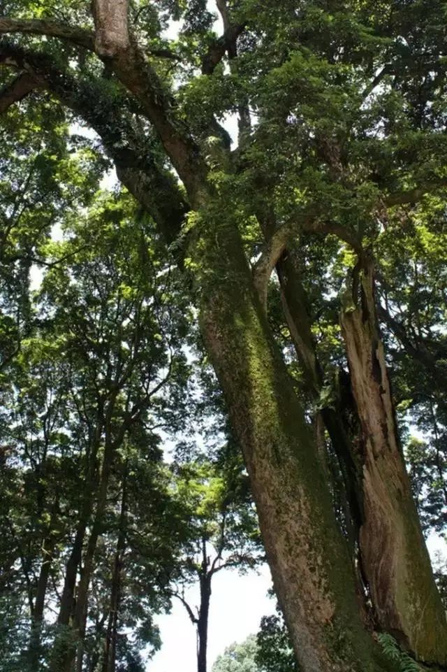 南平市的市花,福建省南平市市花