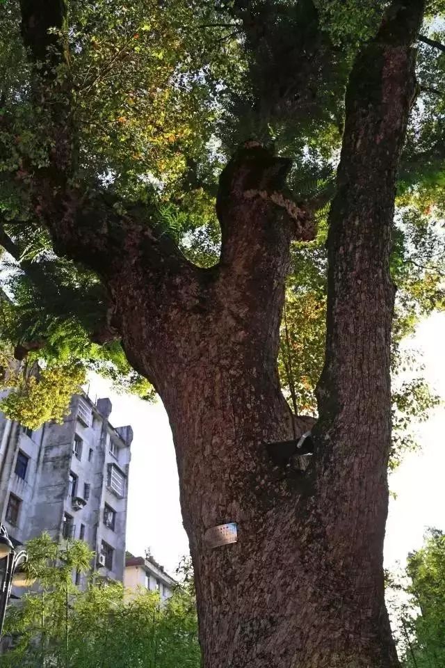 南平市的市花,福建省南平市市花