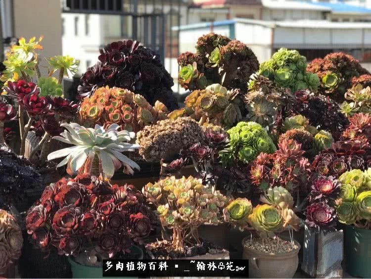 又一场法师视觉盛宴欣赏：翰林苑的昆明多肉花园！