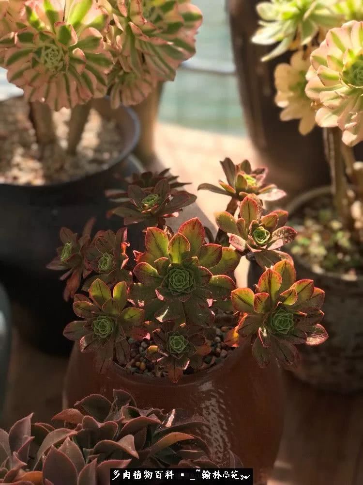 又一场法师视觉盛宴欣赏：翰林苑的昆明多肉花园！