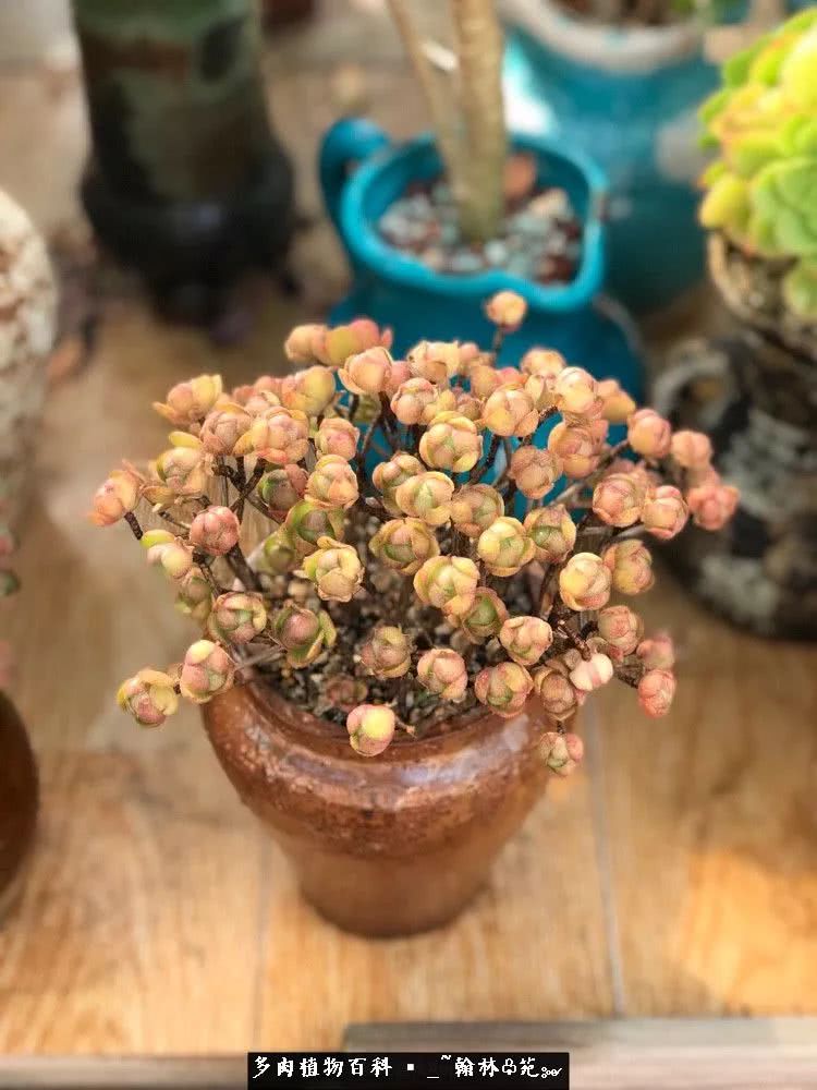 又一场法师视觉盛宴欣赏：翰林苑的昆明多肉花园！