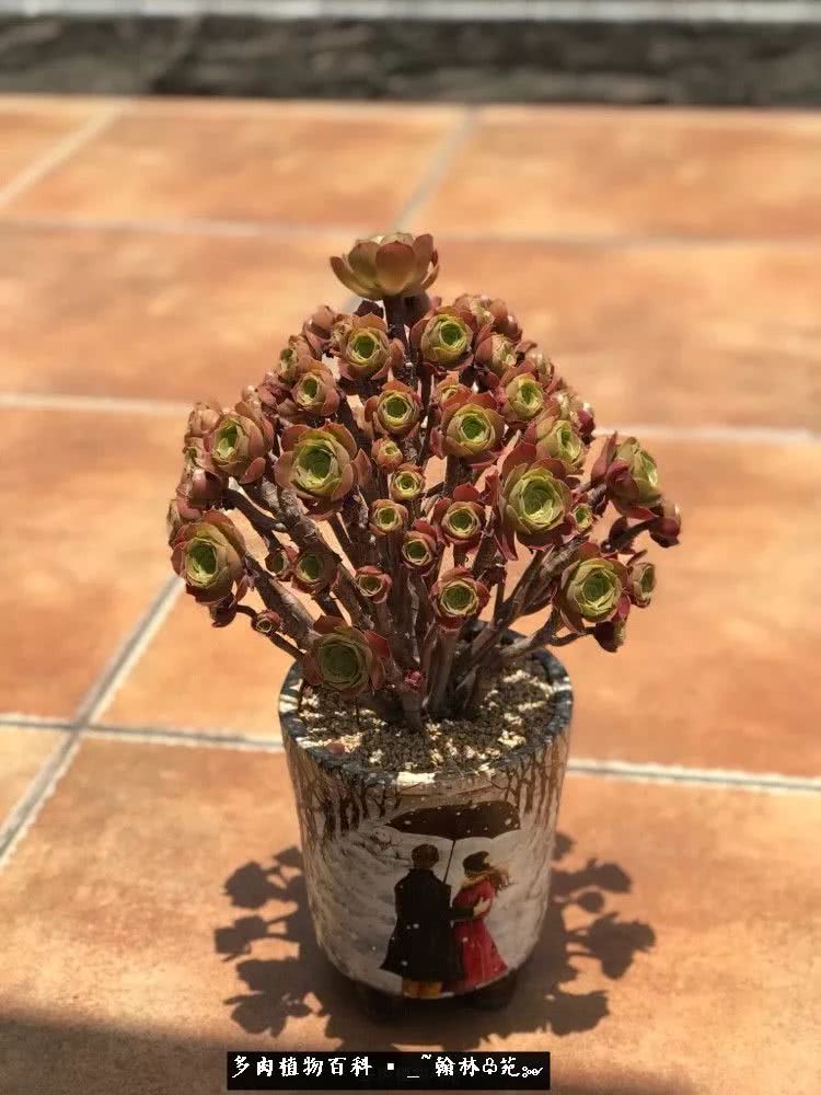 昆明精品多肉花园,昆明最好看的多肉花园