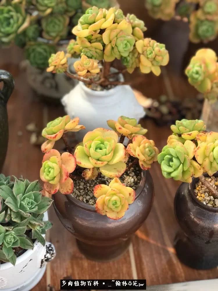 又一场法师视觉盛宴欣赏：翰林苑的昆明多肉花园！