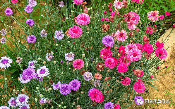 世界上最具代表5种国花,各国国花有哪些特点