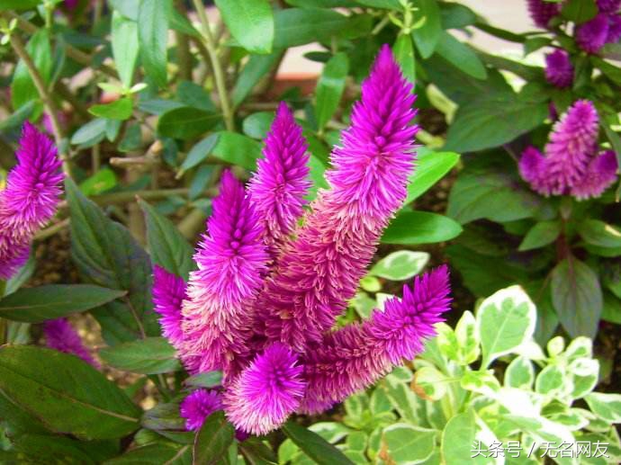 鸡毛掸子的功效,鸡毛掸子的药效