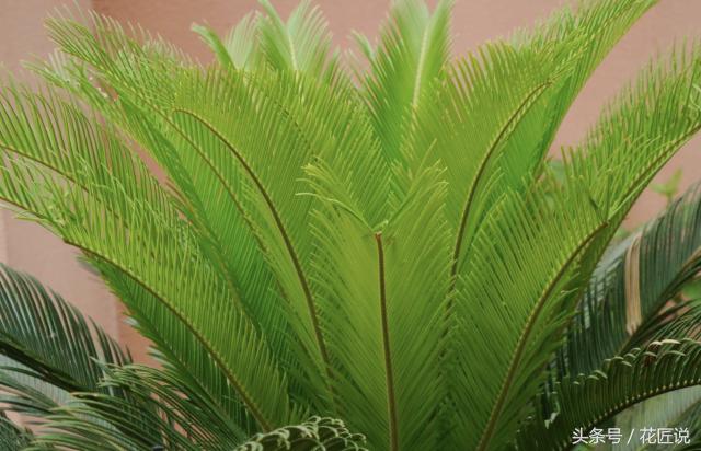 铁树怎么养及注意事项,铁树该怎么养护和浇水