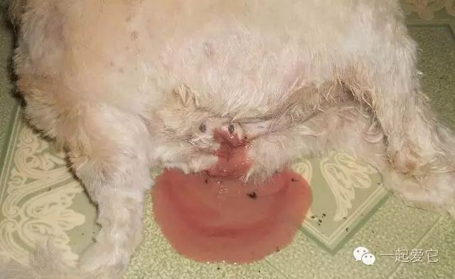 狗狗来生理期怎么办,怎么能断定狗狗来生理期了