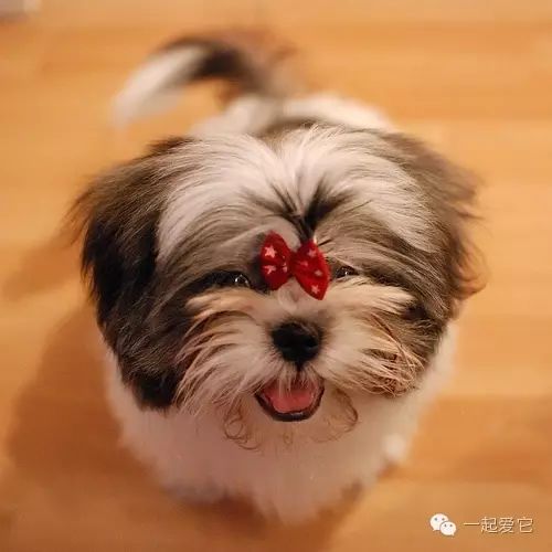 狗狗来生理期怎么办,怎么能断定狗狗来生理期了