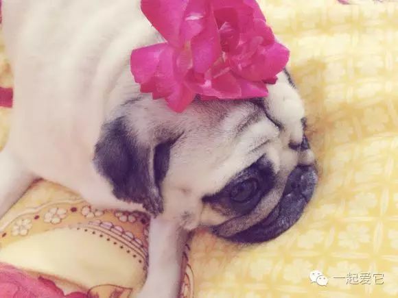 狗狗来生理期怎么办,怎么能断定狗狗来生理期了