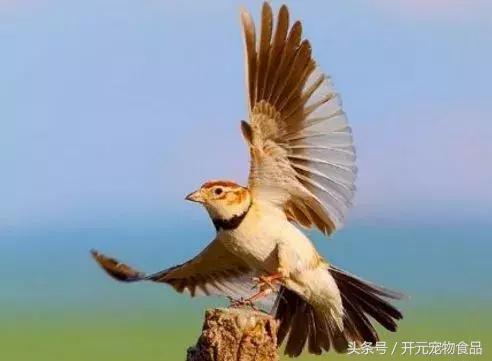 闻声、赏叫、品口一一试析百灵鸣叫