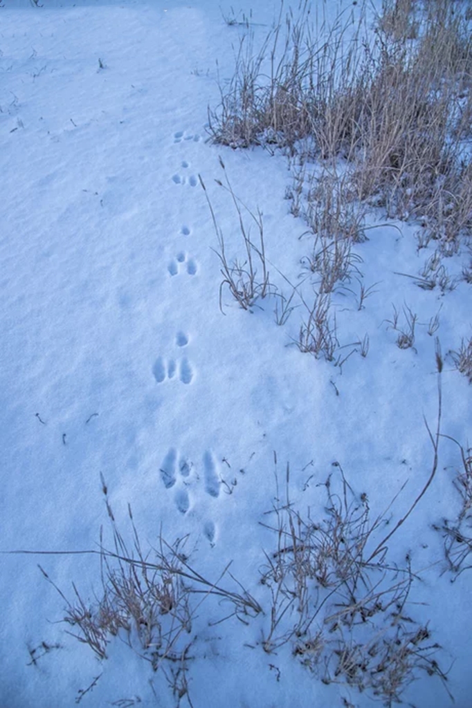脑洞大开自制冰鞋白毛风里穷追野兔