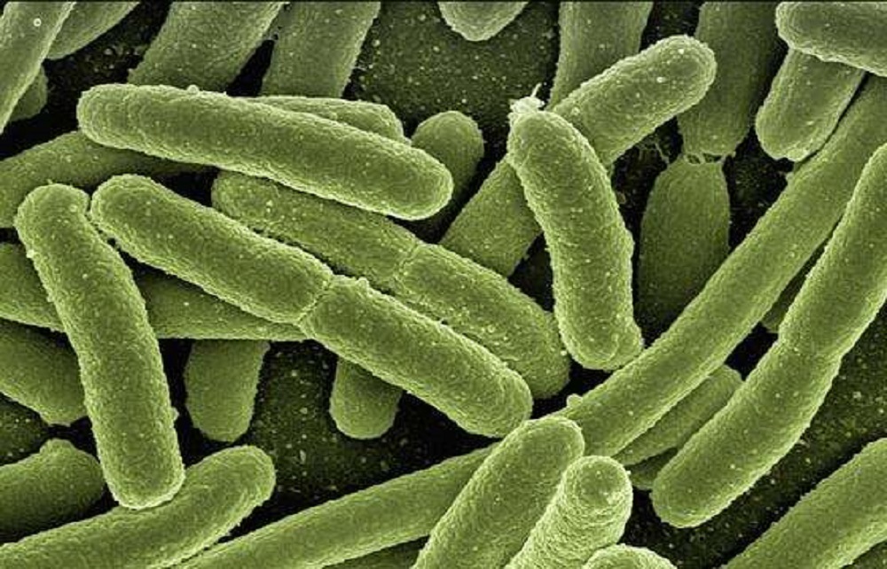 仔猪白痢最有效的方法,仔猪黄白痢问题不大