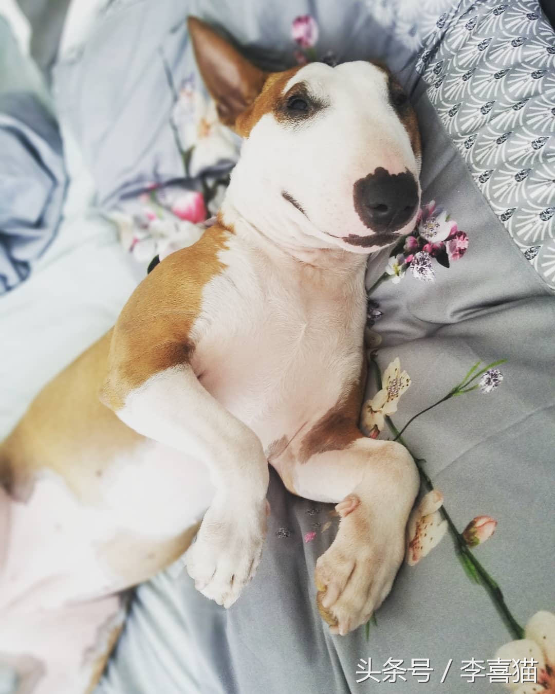 牛头梗的杀伤力有多强,牛头梗的攻击性有多强