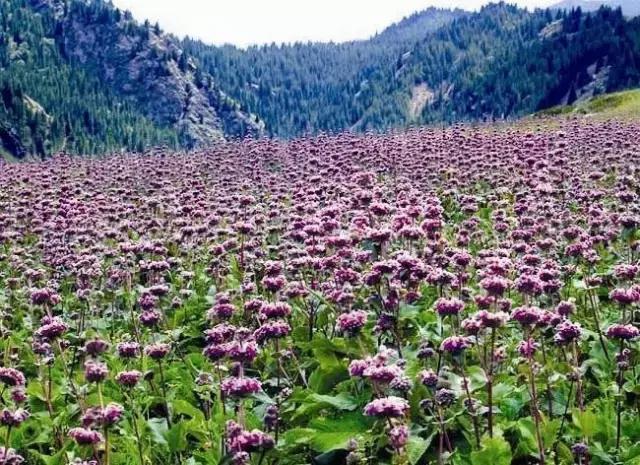 疆内春季风景,疆内美丽旅游景点