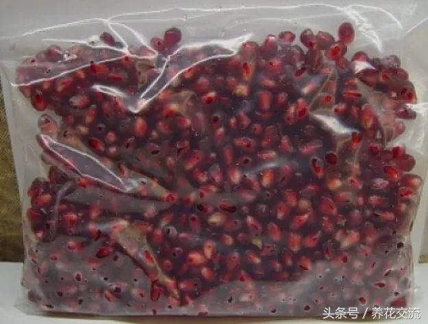 石榴的种子在什么季节播种最好,石榴的栽培繁殖方法