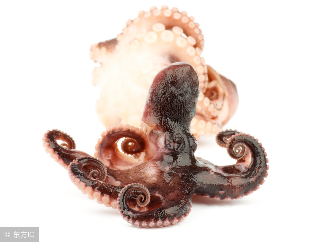 章鱼的功效与作用吃法,章鱼莲藕花生汤有什么功效