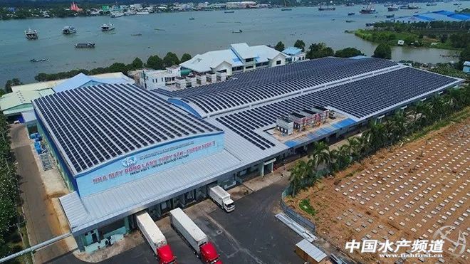 越南巴沙鱼产能,越南河内巴沙鱼工厂简介