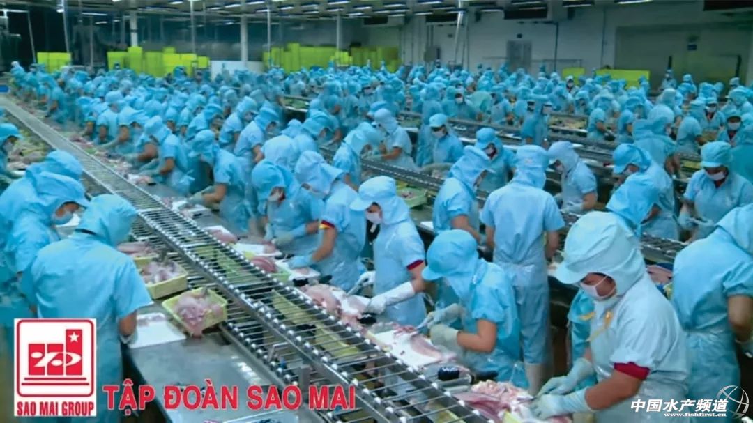 越南巴沙鱼产能,越南河内巴沙鱼工厂简介