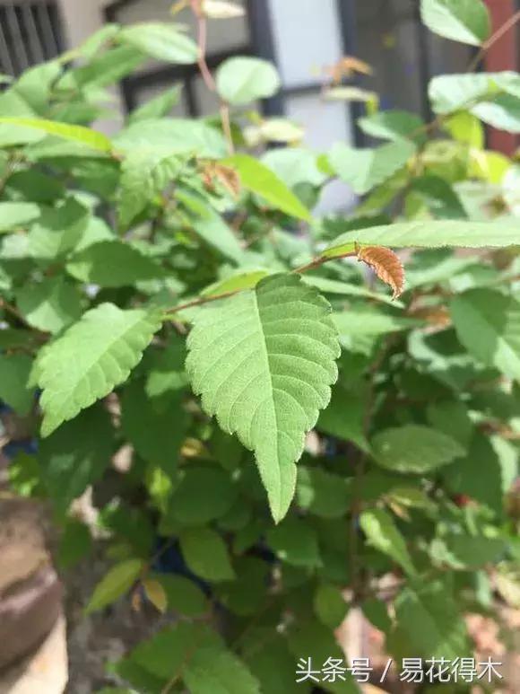 怎么区分榆树和榉树,怎么分辨榆叶梅和碧桃