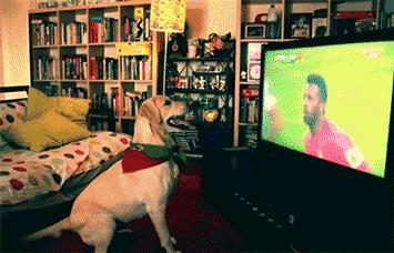 狗狗看世界杯激动的跳下来,狗怎么看世界杯
