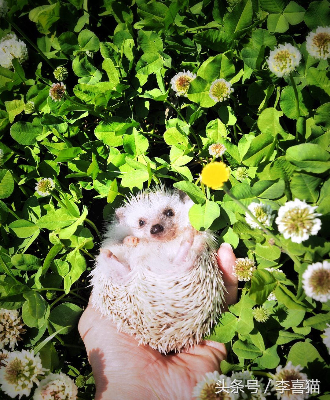 浑身都是刺也阻挡不了卖萌的脚步，活泼的吃货小刺猬了解一下