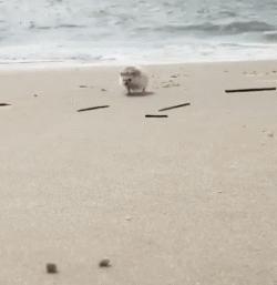 浑身都是刺也阻挡不了卖萌的脚步，活泼的吃货小刺猬了解一下