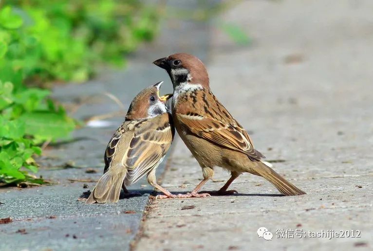 诚实的麻雀,谦虚的麻雀