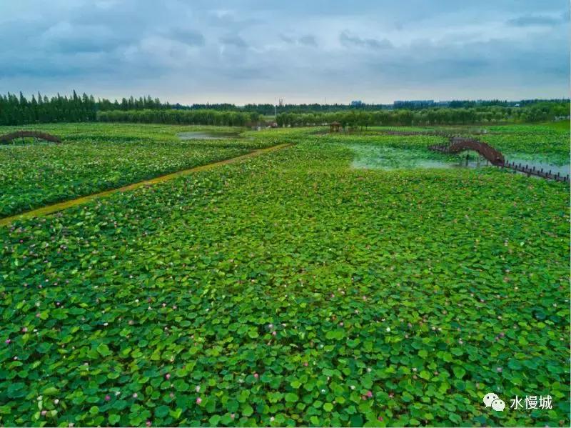 荷你有约金湖音乐节,荷你有约开学典礼