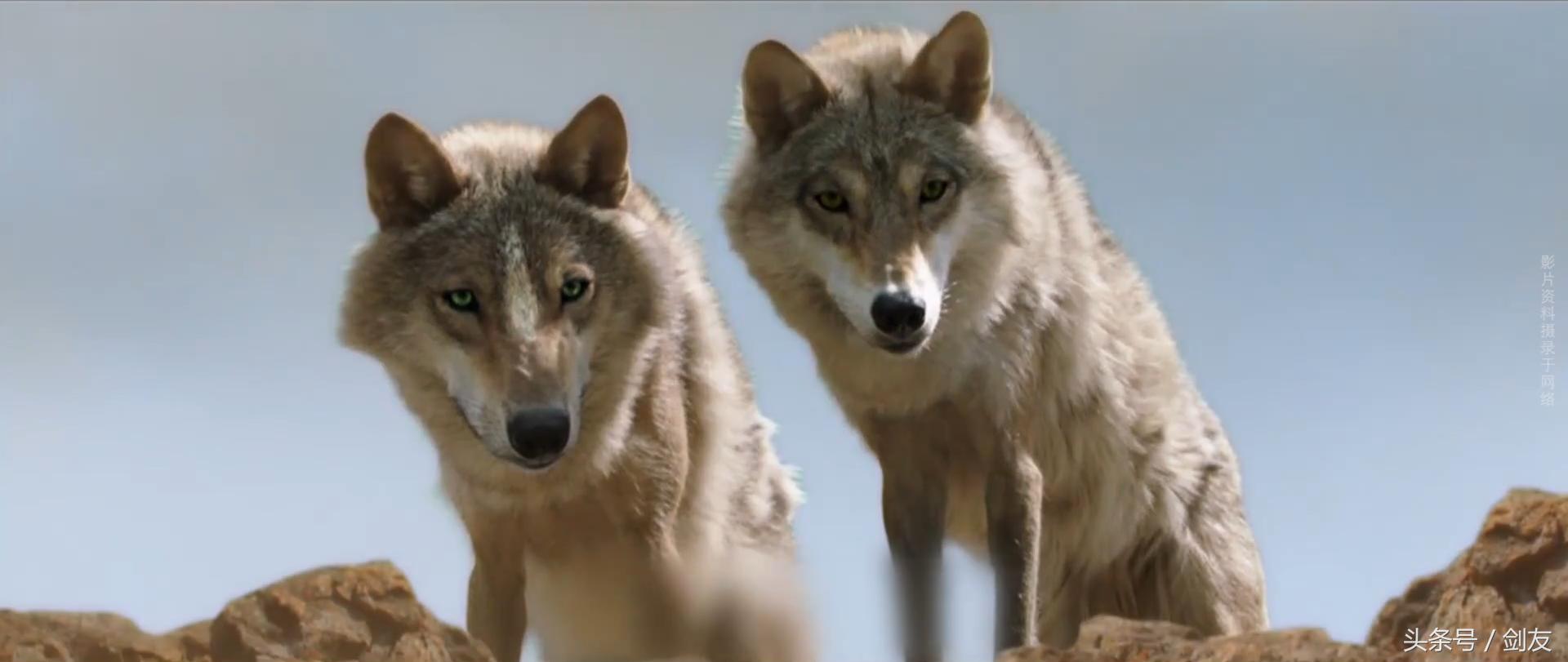 人丧失人性,人为什么失去人性