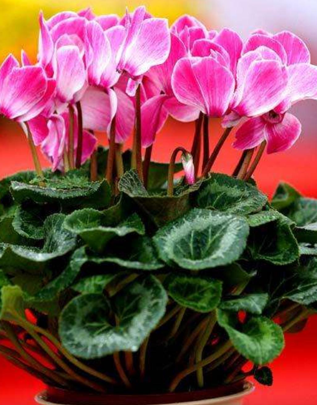 高温天气室外花草适合多浇水吗,高温天气花枯了能浇水吗