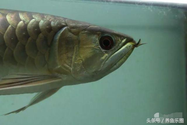 龙鱼不同时期应该做的事,龙鱼各个阶段注意什么