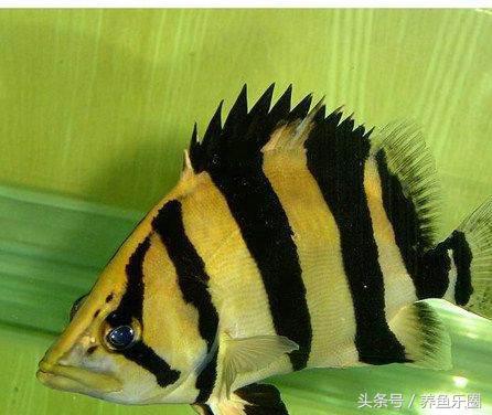 虎鱼一般都会得什么病,虎鱼常见的疾病有哪些