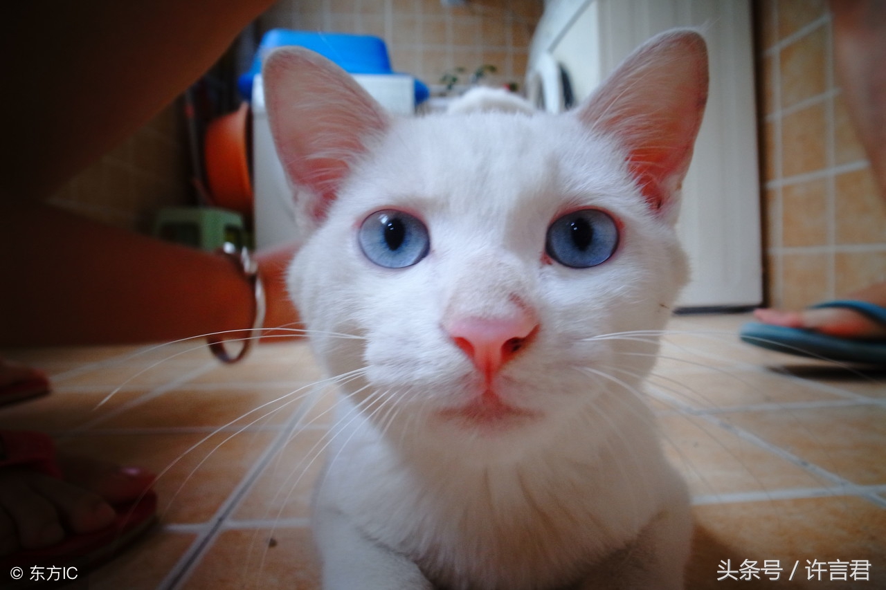 章鱼保罗预测的结果,章鱼保罗预言世界杯