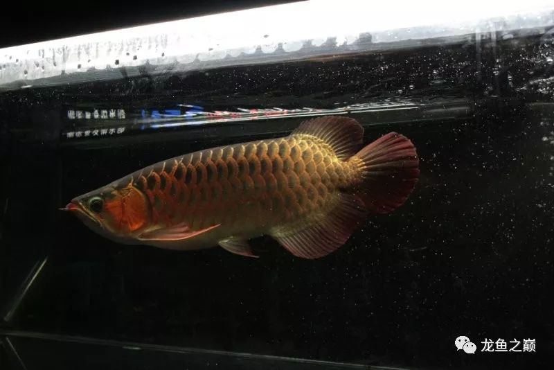 28-30公分龙鱼怎么喂养,龙鱼喂食能混合么