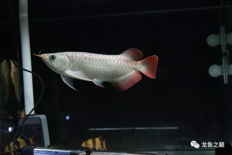 28-30公分龙鱼怎么喂养,龙鱼喂食能混合么