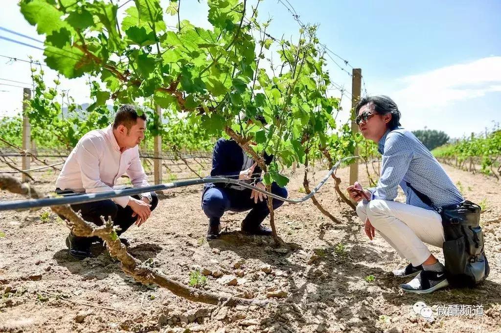 游遍世界名庄的知名葡萄酒讲师为桑干酒庄打call