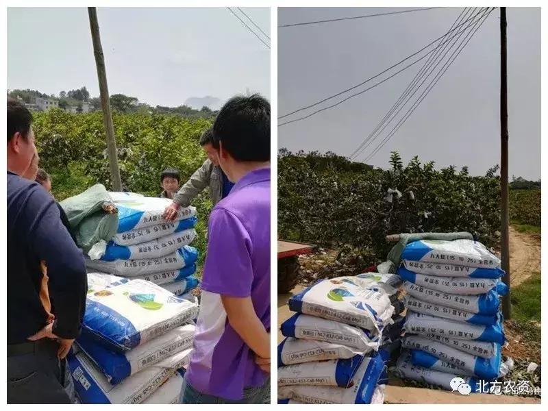 种植番石榴能赚到钱吗,种植番石榴一亩挣多少钱