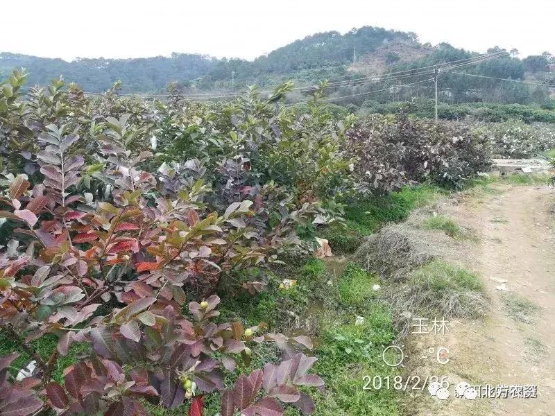 种植番石榴一亩挣多少钱,种植10亩番石榴大概成本要多少钱