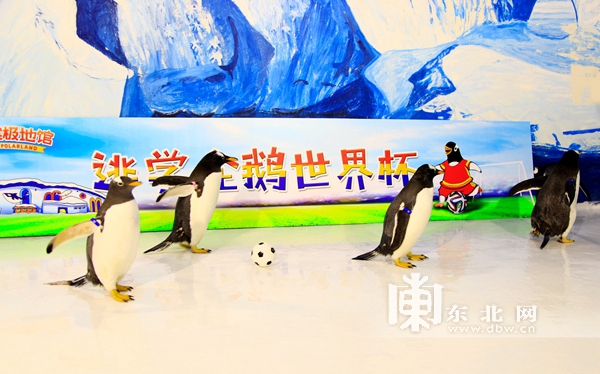 哈尔滨极地馆的逃学企鹅馆,哈尔滨极地馆逃学企鹅冰淇淋