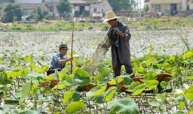小龙虾市场超140亿,小龙虾利润为什么这么高