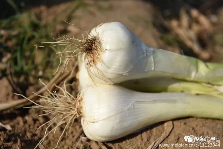 又得胖十斤!羊汤、贡藕、熏鸡,隆尧美食好吃到爆炸!