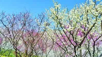 花乡哪天开始无新增,花乡卖不掉的二手车怎么处理