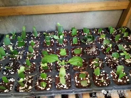 蟹爪兰长得好好的就断了怎么回事,蟹爪兰花谢了怎么处理才能复花