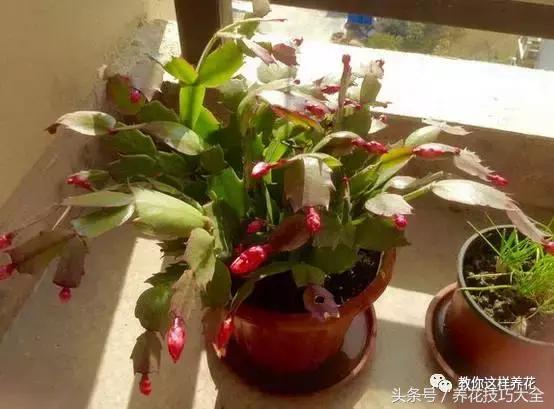 蟹爪兰长得好好的就断了怎么回事,蟹爪兰花谢了怎么处理才能复花