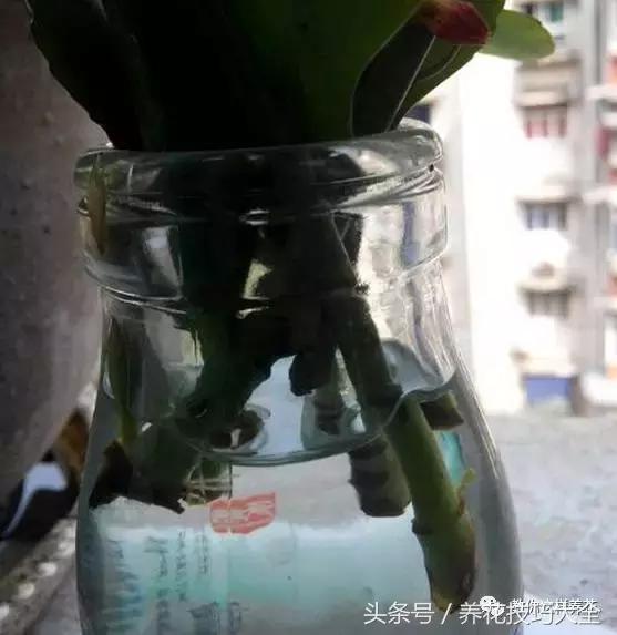 蟹爪兰长得好好的就断了怎么回事,蟹爪兰花谢了怎么处理才能复花