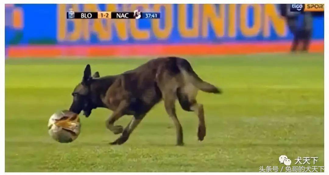 足球吉祥物狗狗盘点,一只狗狗拯救了无数人