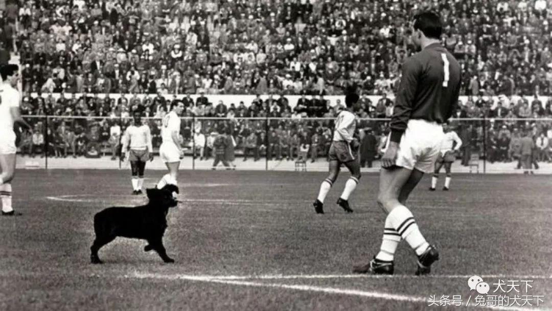 足球吉祥物狗狗盘点,一只狗狗拯救了无数人