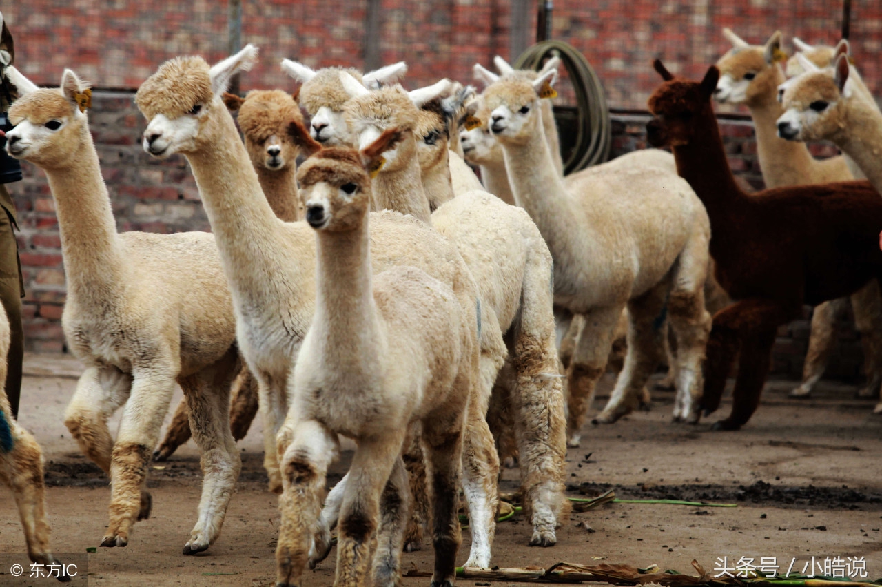 冷知识什么植物不能碰,冷知识什么植物不能闻